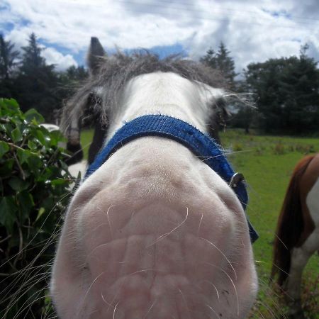 Ethan Cottage Killarney Luaran gambar