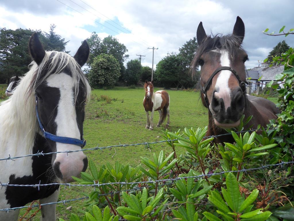 Ethan Cottage Killarney Luaran gambar
