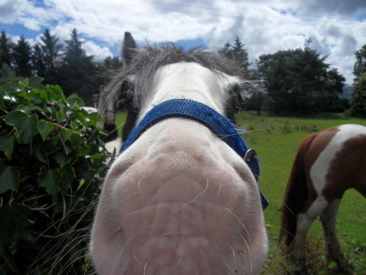 Ethan Cottage Killarney Luaran gambar